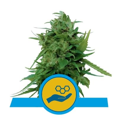 Semillas Royal Queen Auto Solomatic (CBD) x31