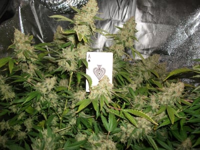 Semillas Royal Queen Special Queen x102