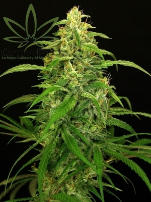 Semillas Exotic Seed Spicy Bitch x31