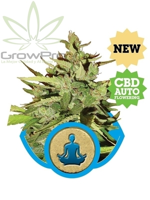 Semillas Royal Queen Auto Stress Killer (CBD) x31