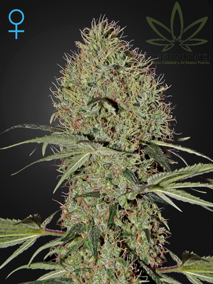 Semillas Greenhouse Auto Super Bud x31
