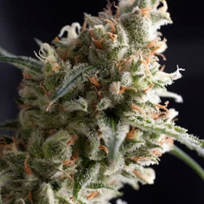 Semillas Pyramid Seeds Super Hash x31