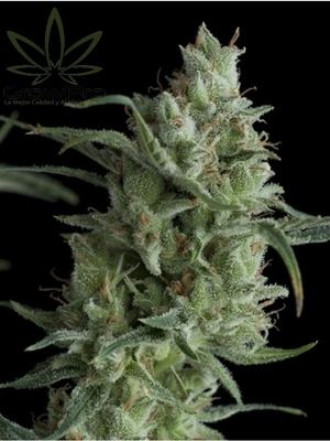 Semillas Pyramid Seeds Super OG Kush x11