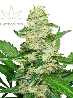 Semillas Sensi Seeds Auto Super Skunk x31