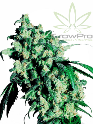 Semillas Sensi Seeds Super Skunk x31