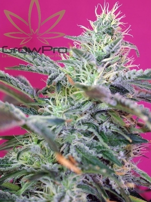Semillas Sweet Seeds Sweet Cheese Fast Version x31