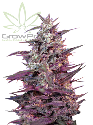 Semillas Sweet Seeds Auto Bloody Skunk x41