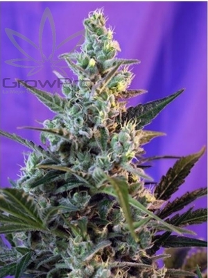 Semillas Sweet Seeds Auto Sweet Skunk x41