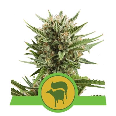 Semillas Royal Queen Auto Sweet Skunk x11
