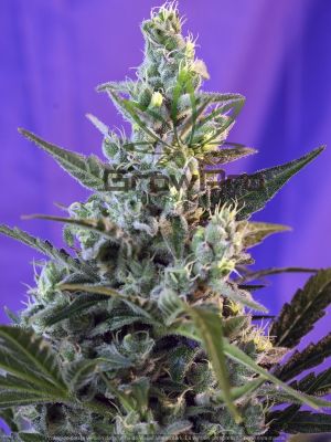 Semillas Sweet Seeds Sweet Skunk Fast version x31