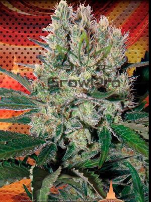 Semillas Buddha Seeds Auto Syrup x31