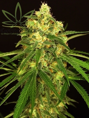 Semillas Exotic Seed Tangerine Kush x31