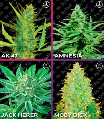 Semillas TBR Mix Sativo x121