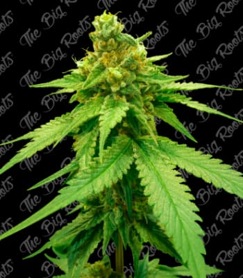 Semillas TBR Auto White Widow x51