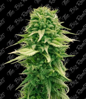 Semillas TBR Bubba Kush x51