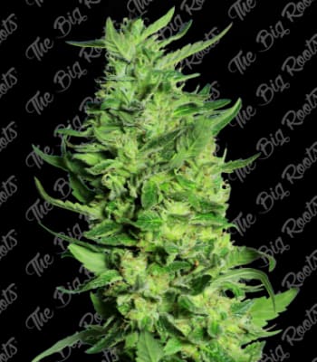 Semillas TBR Auto Black Domina x5