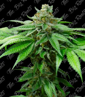 Semillas TBR OG Kush x51
