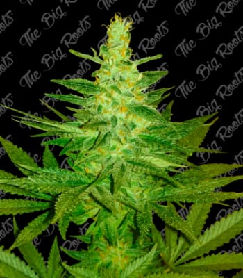 Semillas TBR Blue Dream x51