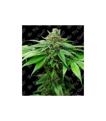 Semillas TBR Strawberry x5