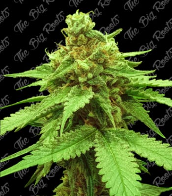 Semillas TBR Auto Big Cheese x5