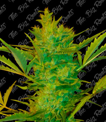 Semillas TBR Desert Eagle x5 (Fast Version)1