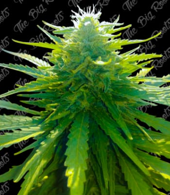 Semillas TBR Auto Sour Diesel x51