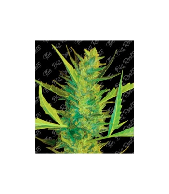 Semillas TBR AK 47 x71