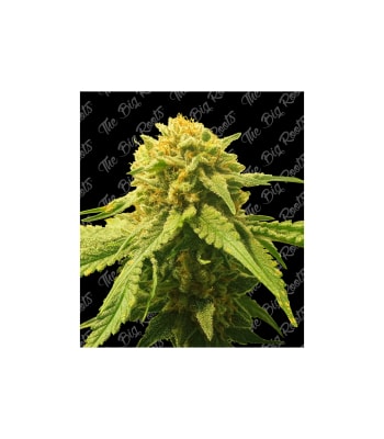 Semillas TBR Auto Somango x5