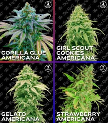 Semillas TBR Mix Americanas x121