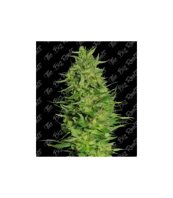 Semillas TBR Super Skunk x5 (Fast Version)