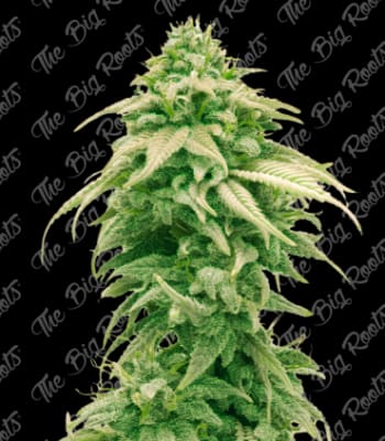 Semillas TBR Gelato x51