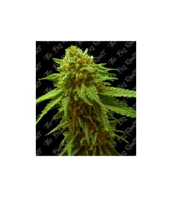 Semillas TBR Auto OG Kush x51