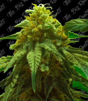 Semillas TBR Auto Super Skunk x5