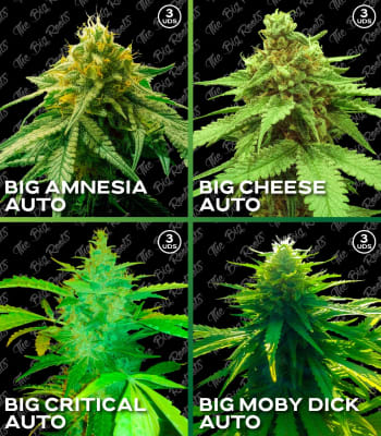 Semillas TBR Mix Auto x12