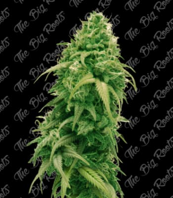 Semillas TBR Auto Bubba Kush x51