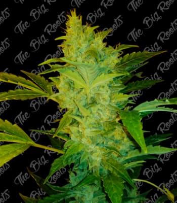 Semillas TBR Auto Northern Light x5