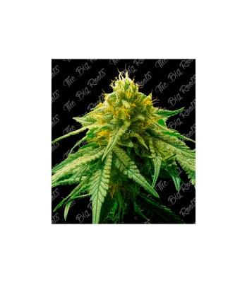 Semillas TBR Auto Big Amnesia x5