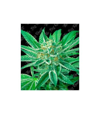 Semillas TBR Jack Herer x5
