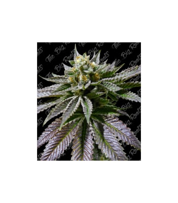 Semillas TBR Purple Jack x51