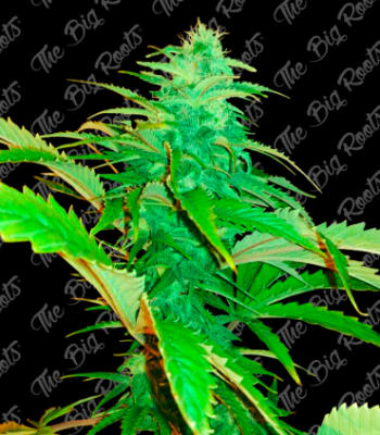 Semillas TBR Auto Jack Herer x5