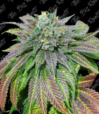 Semillas TBR Shark Dream x51