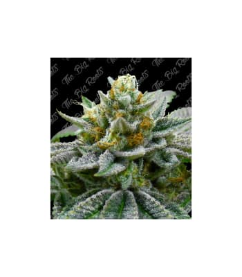 Semillas TBR Super Skunk x51