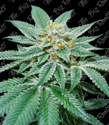 Semillas TBR White Widow x51