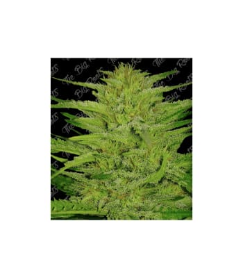 Semillas TBR Green Honey x5 (Fast Version)1