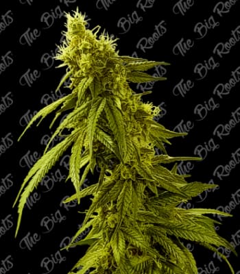 Semillas TBR Auto AK 47 x5