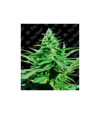 Semillas TBR Amnesia x51