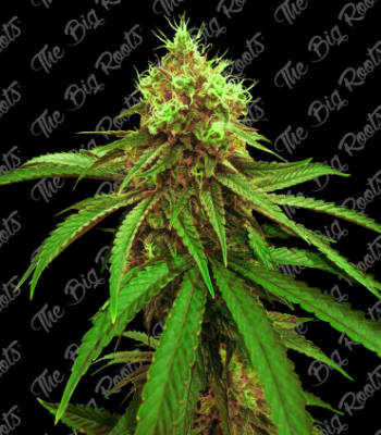 Semillas TBR Auto Purple G x5