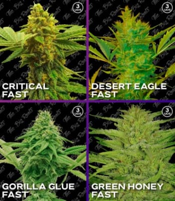 Semillas TBR Mix Fast x121