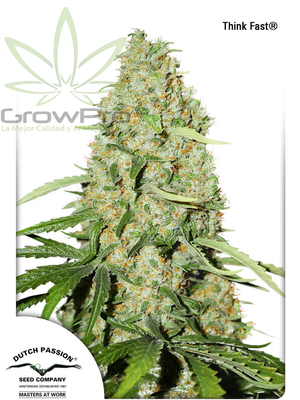 Semillas Dutch Passion Think Fast x31