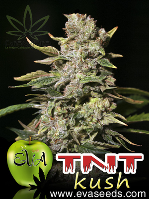 Semillas Eva Seeds TNT Kush x31